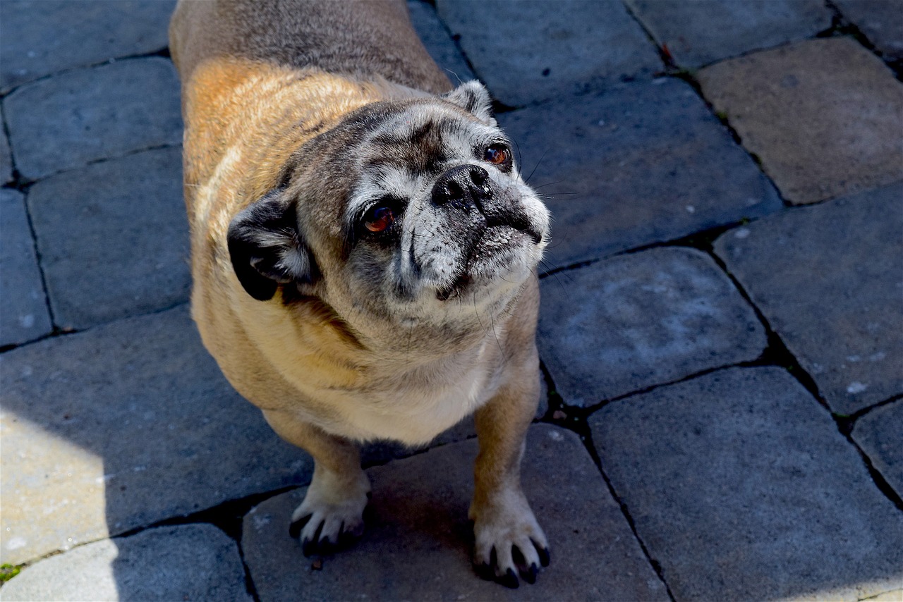 Image - pug dog animal cute pet adorable