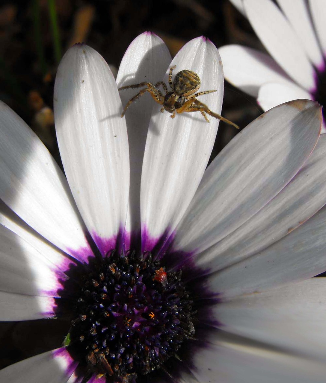 Image - plant flower spider detail