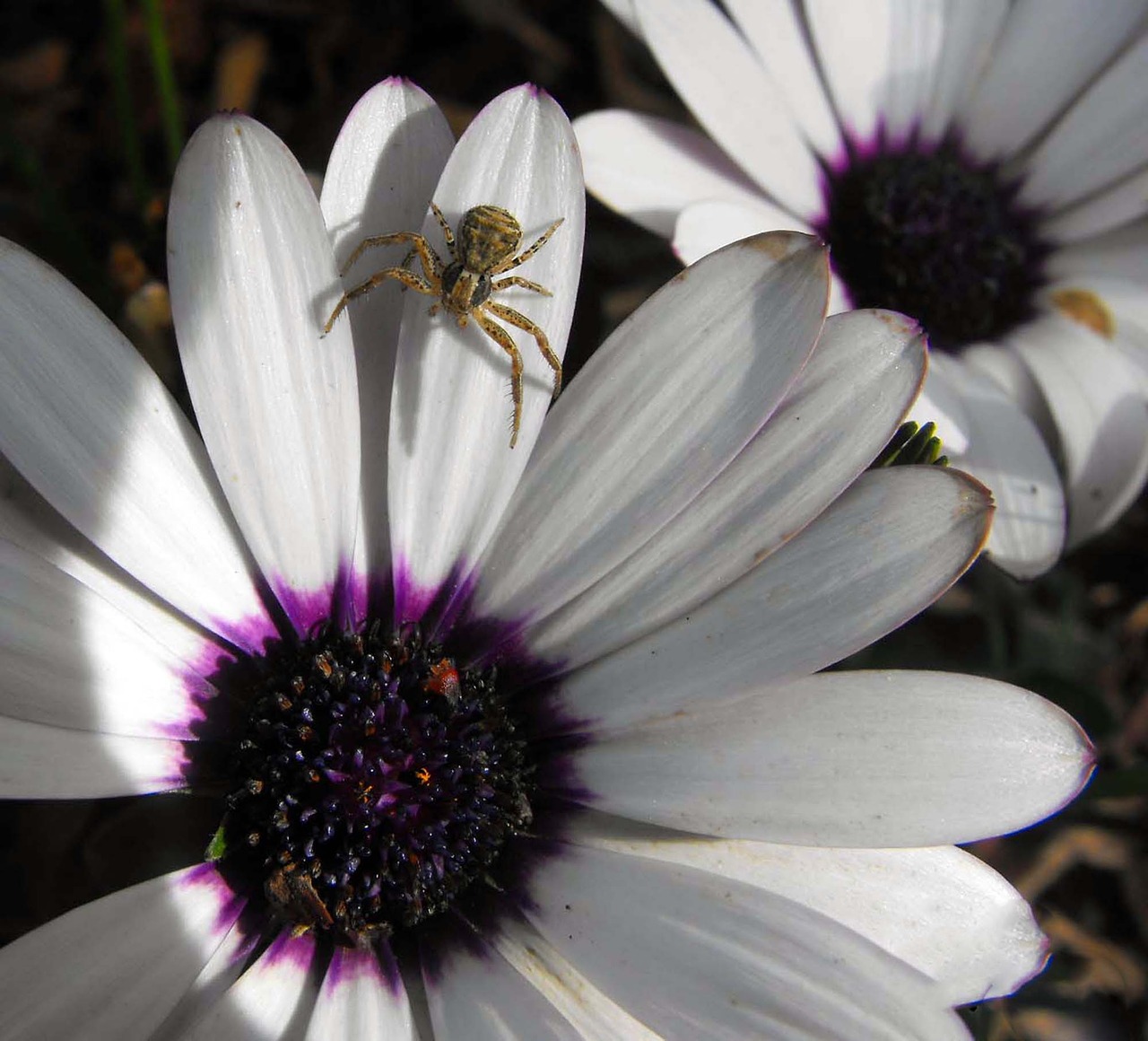 Image - plant flower spider detail