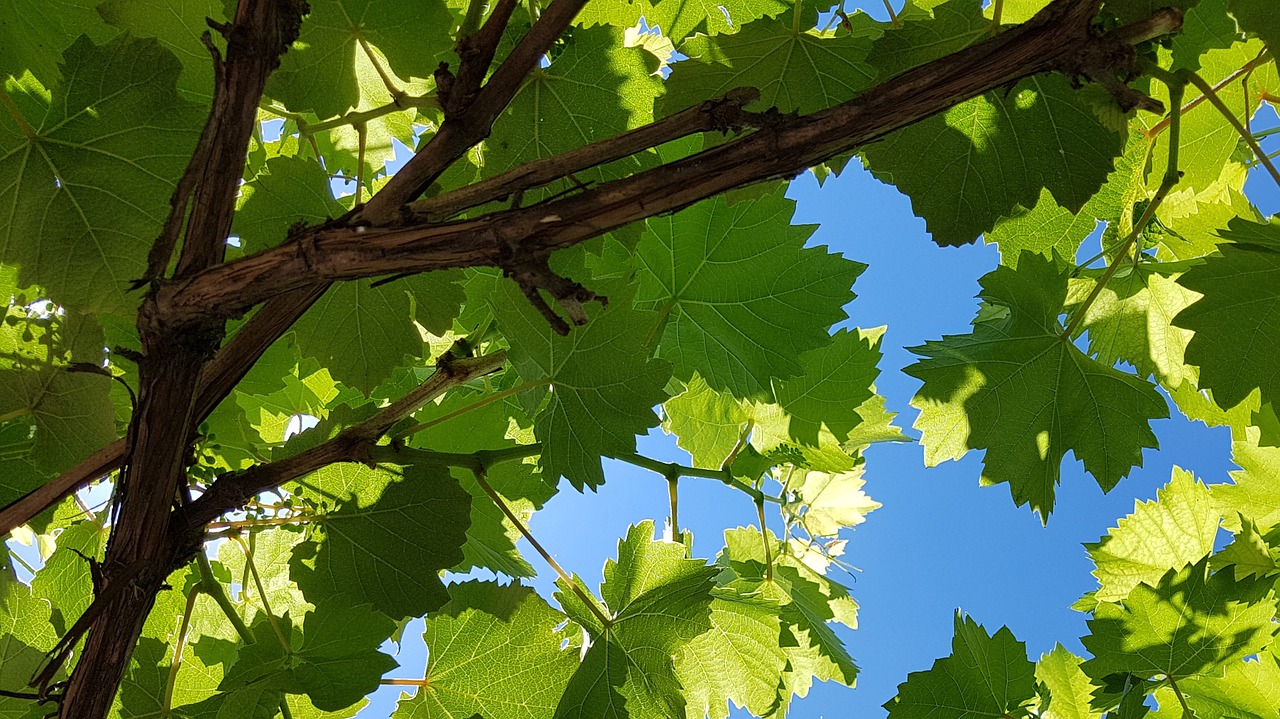 Image - grape plant green blue