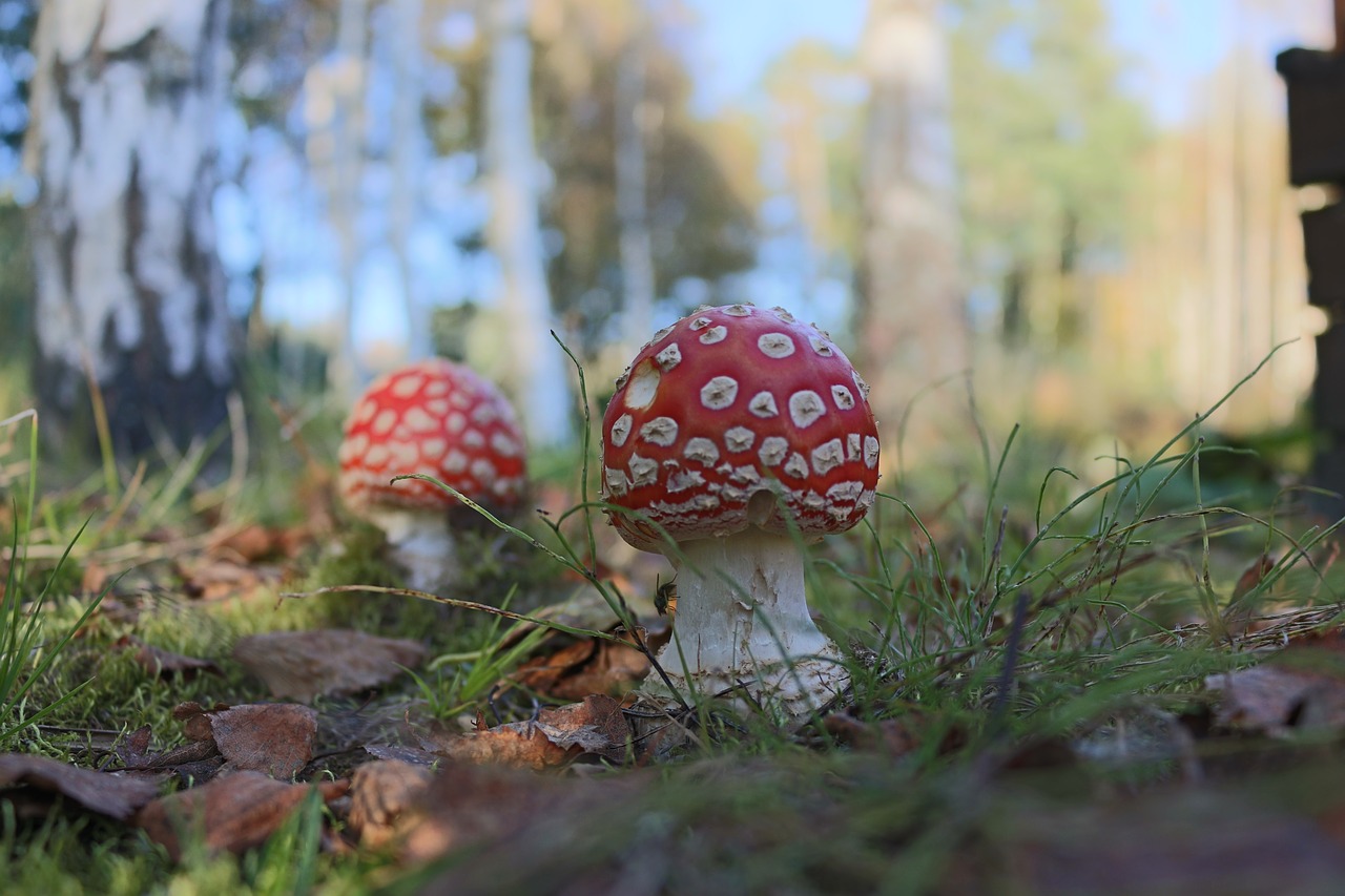 Image - poisonous mushroom forest evening
