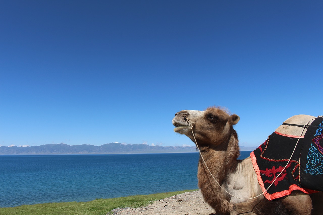 Image - lake camel the scenery in xinjiang