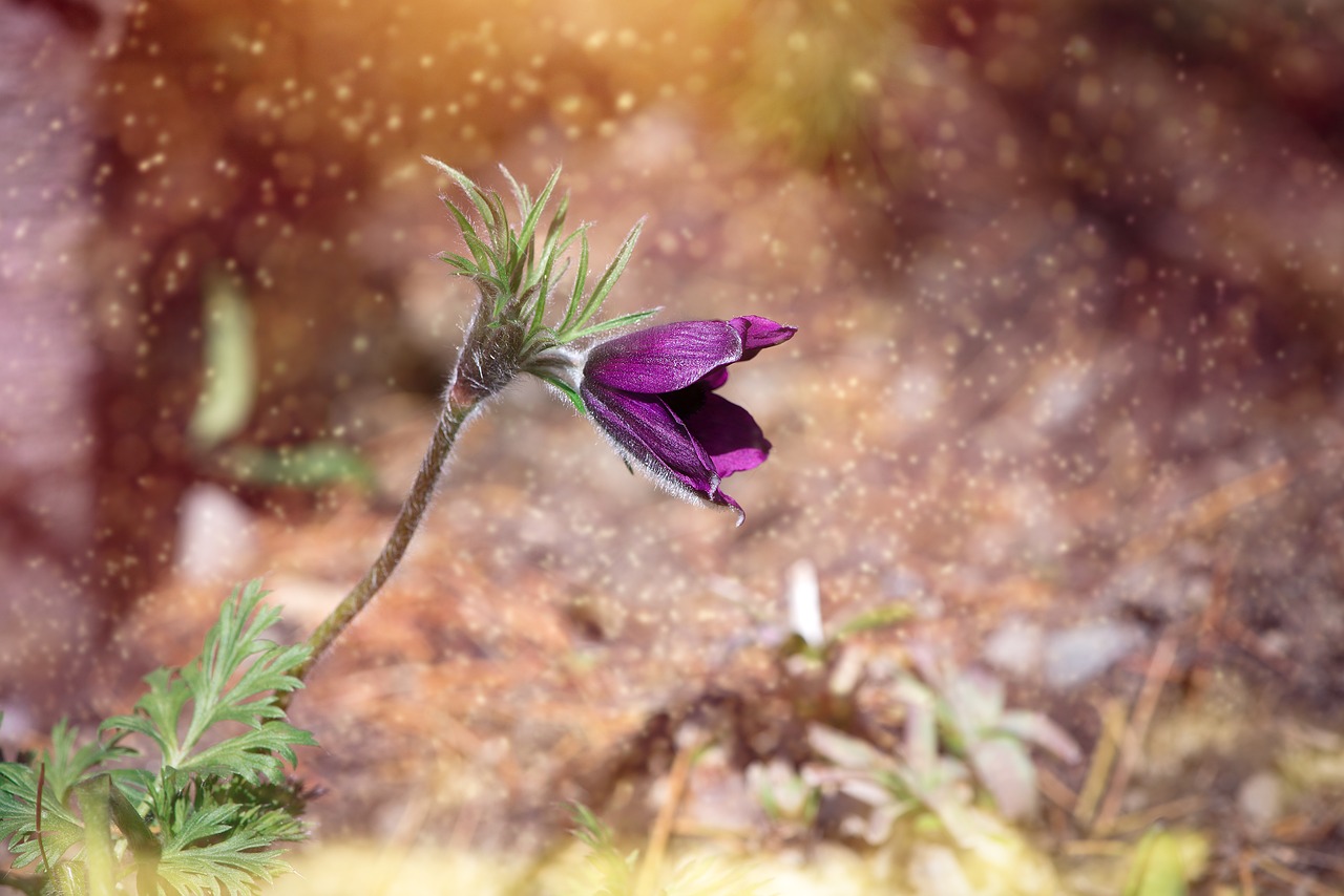 Image - anemone flower blossom bloom