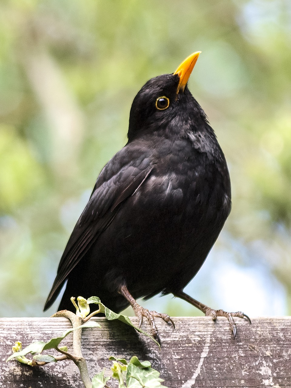 Image - blackbird bird songbird garden bird