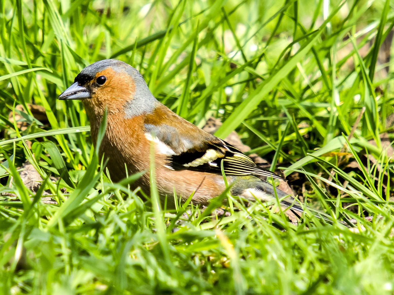 Image - chaffinch fink bird songbird