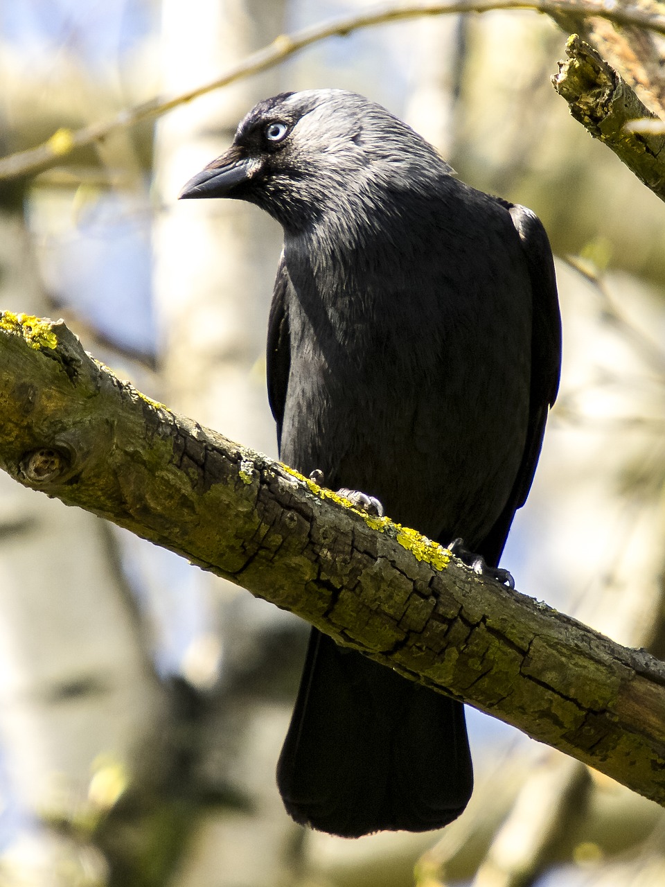 Image - jackdaw bird raven bird nature