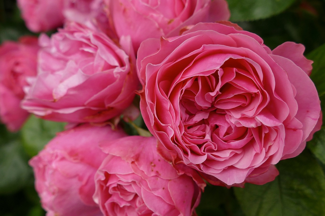 Image - roses pink dark pink blossom bloom