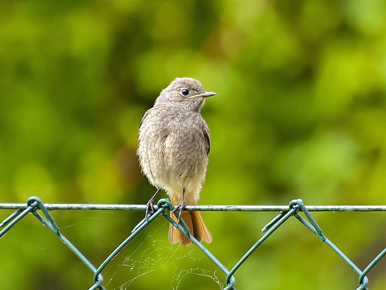 Image - red tailed black redstart songbird