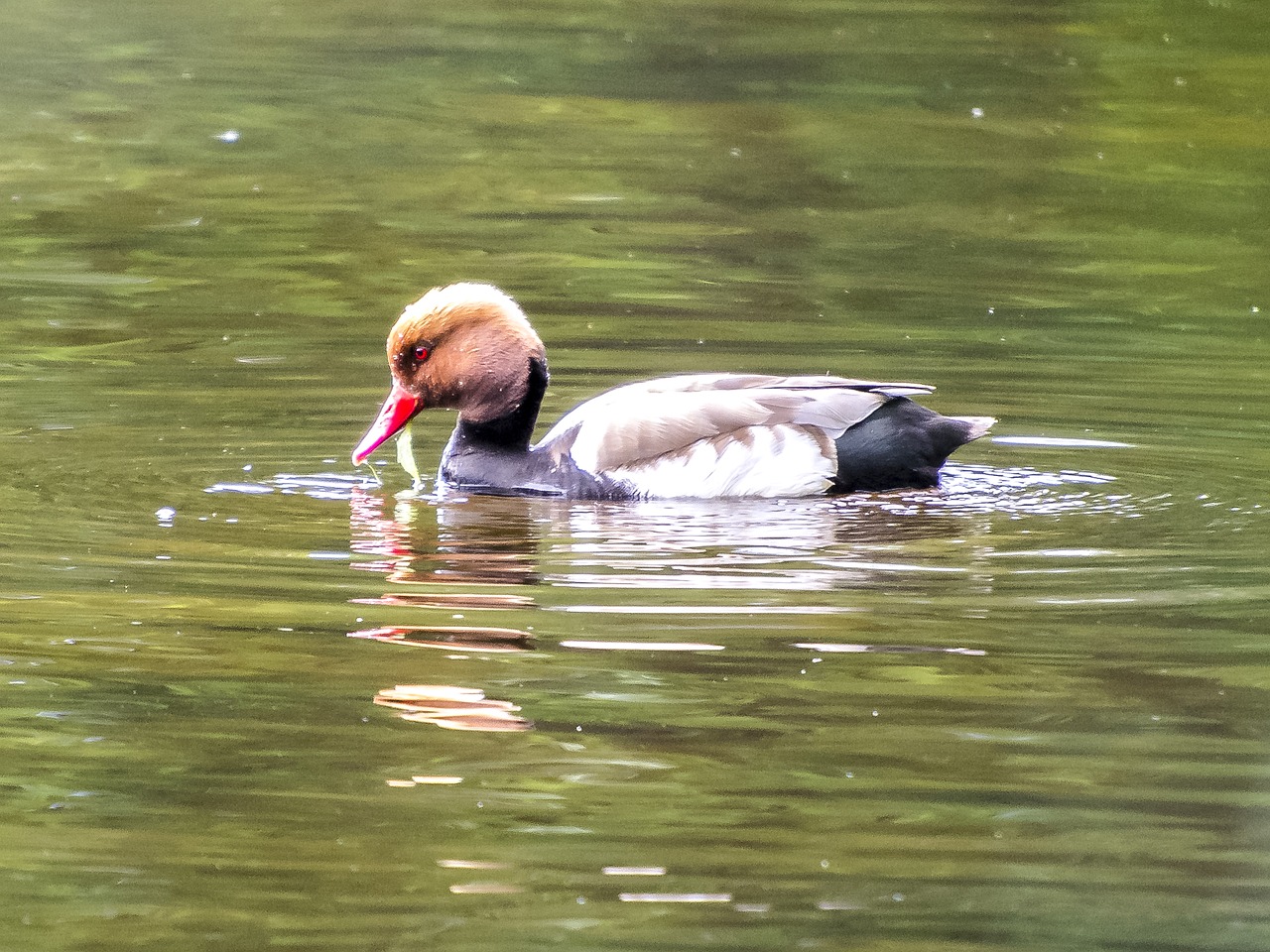 Image - duck piston duck bird water bird