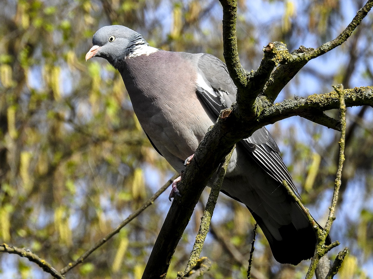 Image - dove ringdove bird nature animal