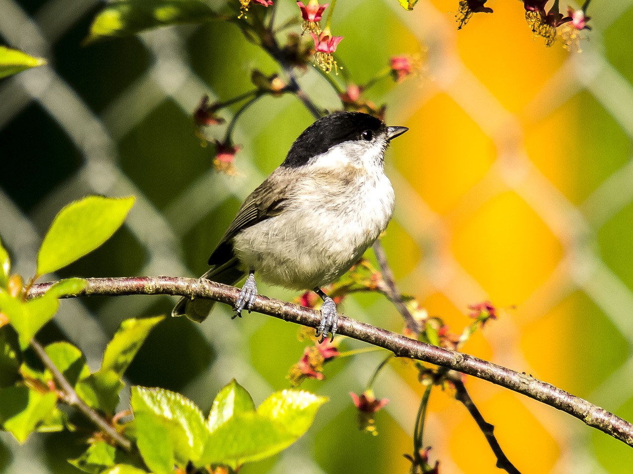 Image - tit marsh tit bird songbird