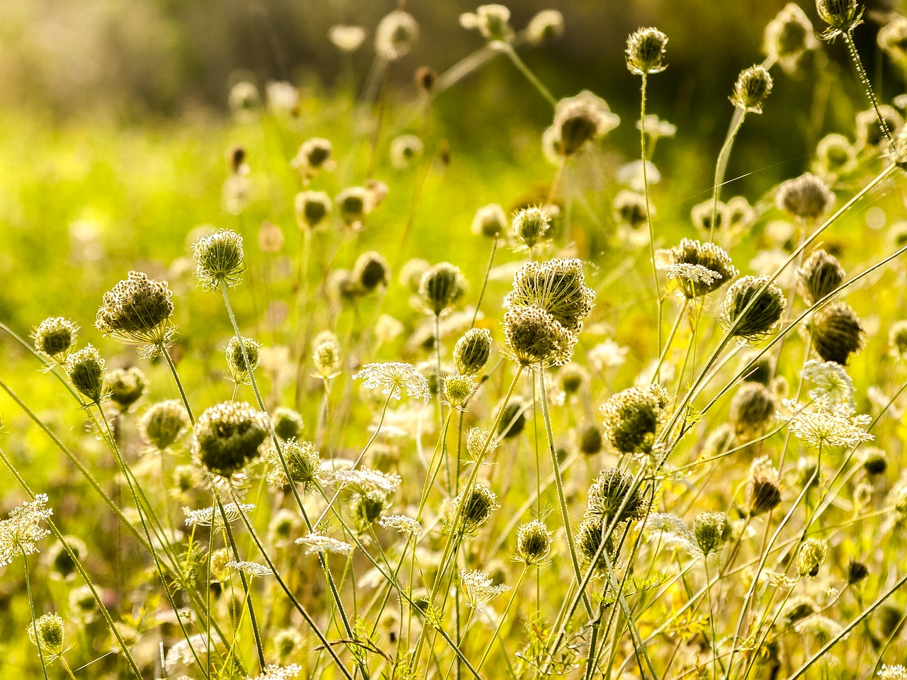 Image - wild carrot plant nature