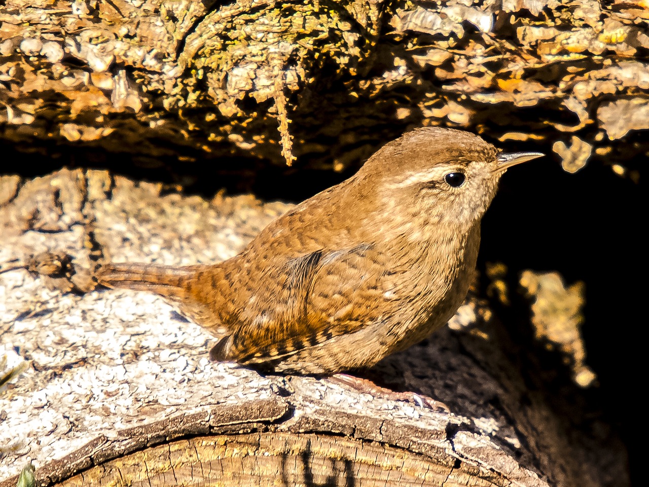 Image - wren bird songbird garden bird