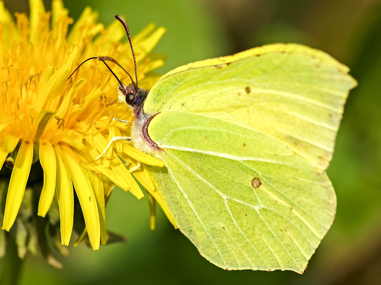 Image - gonepteryx rhamni butterfly insect