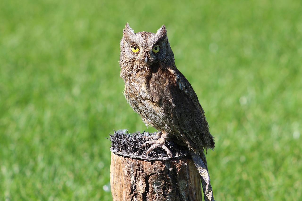 Image - owl animal priroda