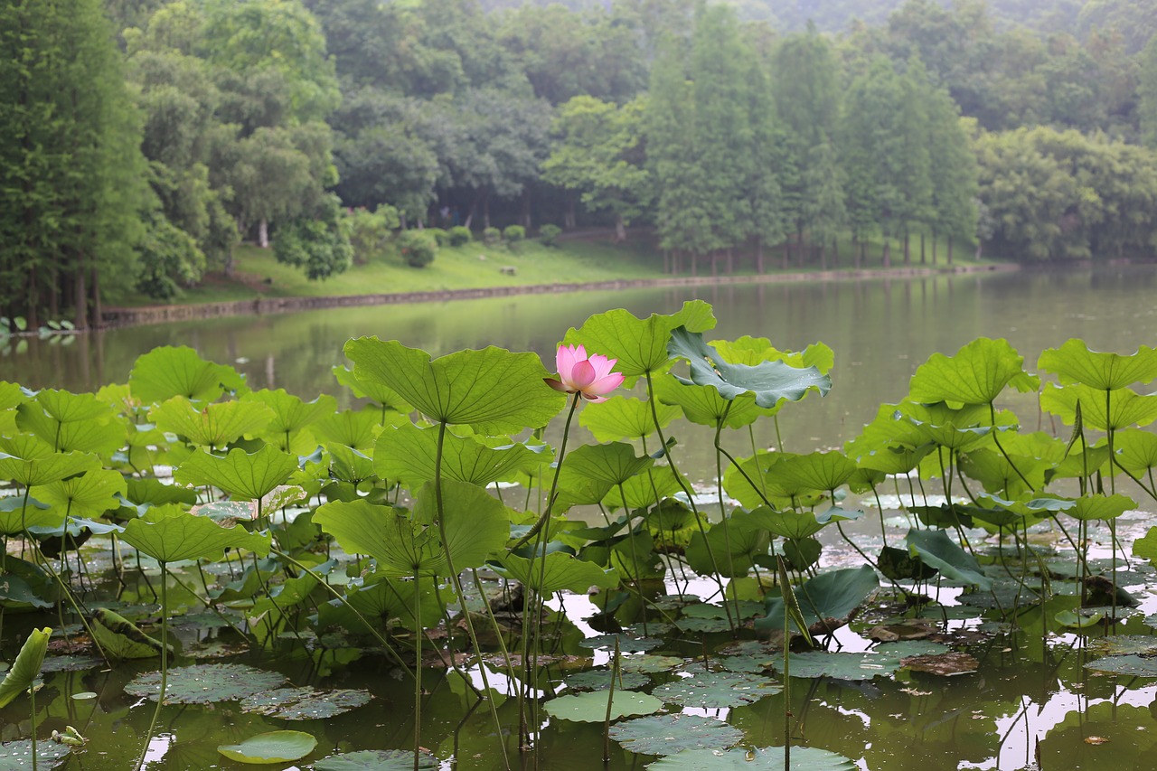 Image - lotus landscape the scenery