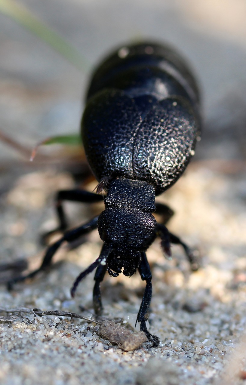 Image - cockroach black great insecta