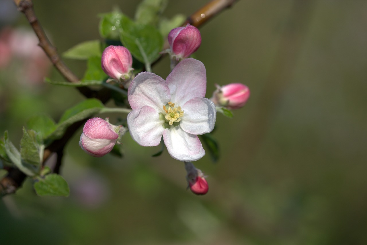 Image - flower march spring petals bud