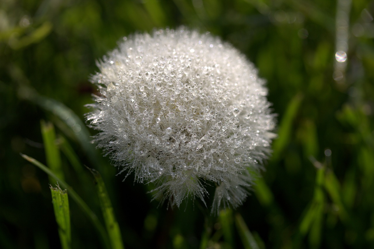 Image - dandelion drops dew plant wet