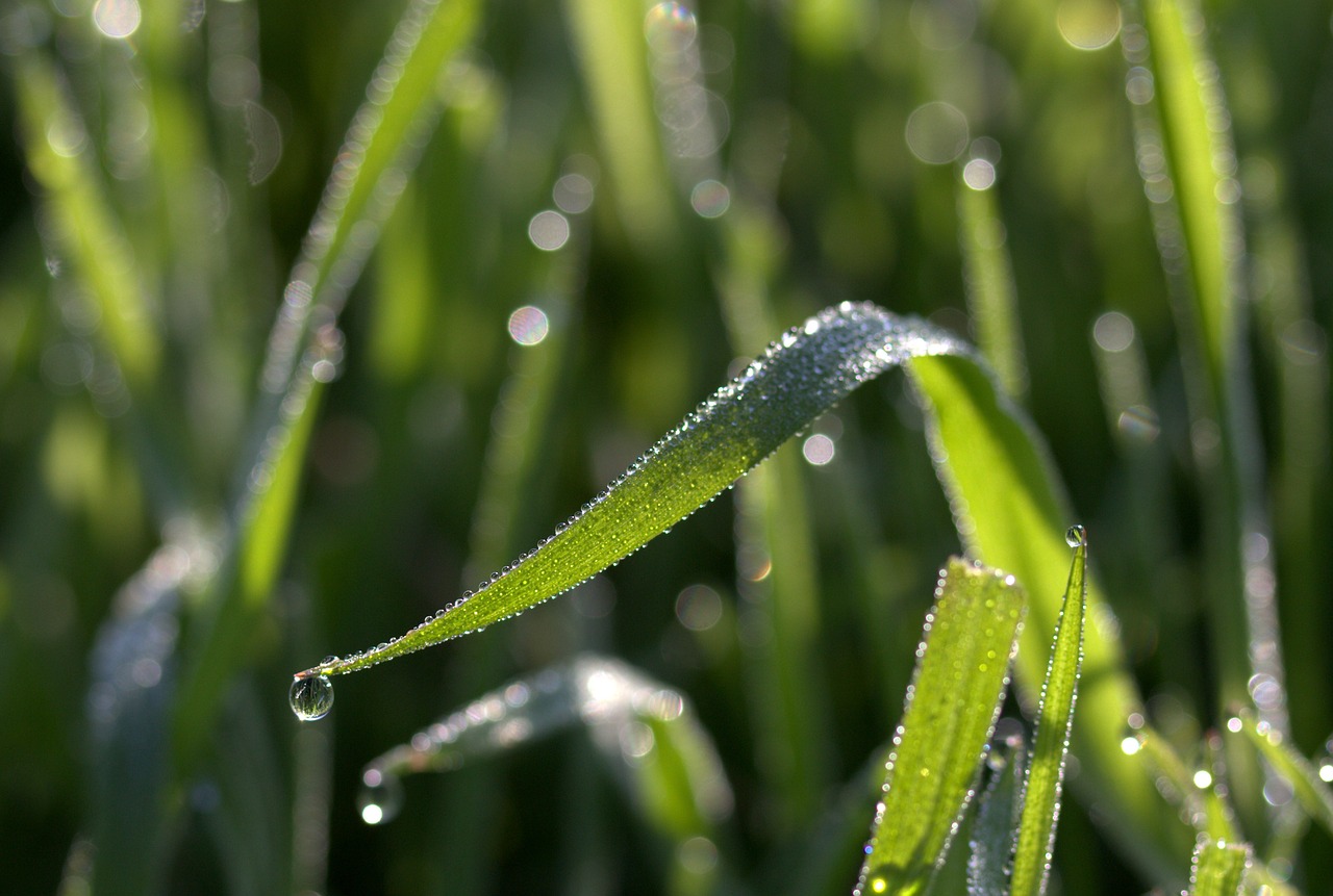 Image - grass dew bokeh green morning