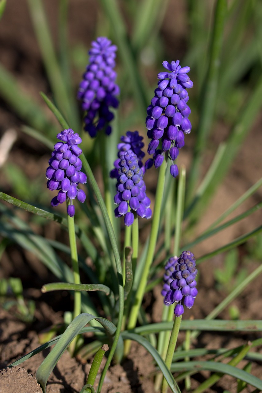 Image - hyacinth mov spring flower