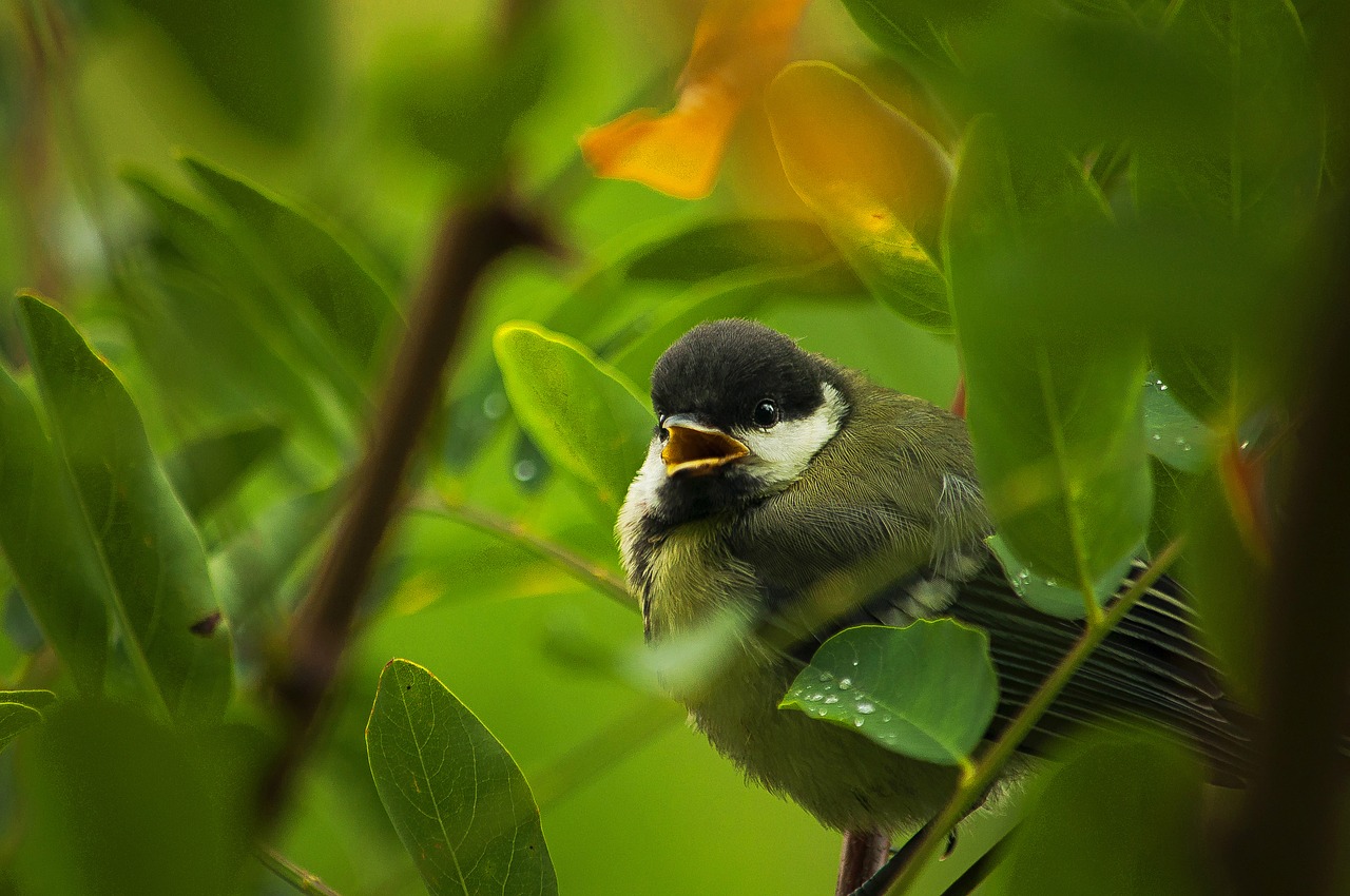 Image - tree tit chick branch