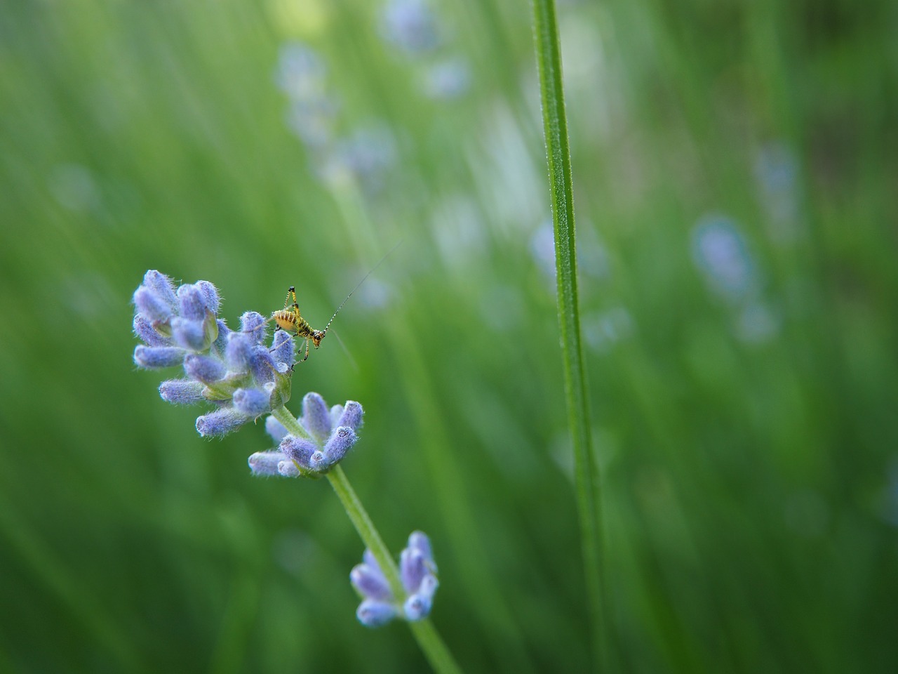 Image - lavender grasshopper close flower