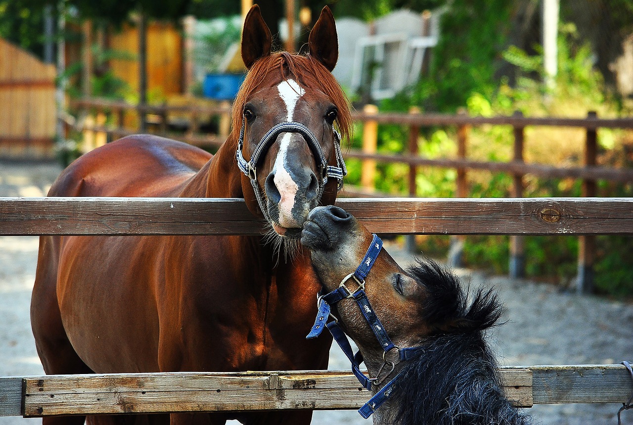 Image - horse pony paddock small horse