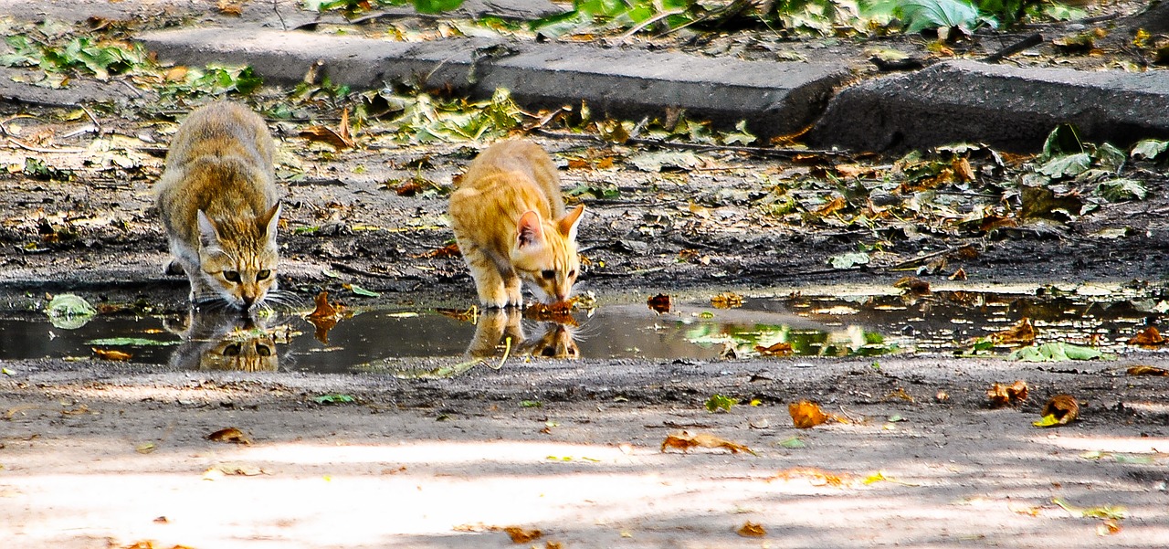 Image - cats drink water puddle foliage