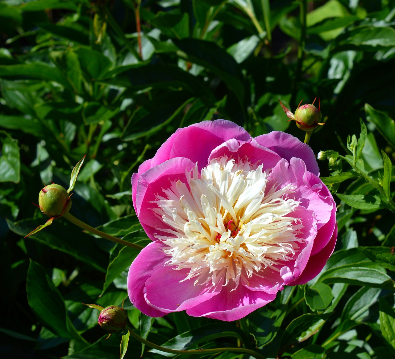 Image - peony pink and white nature