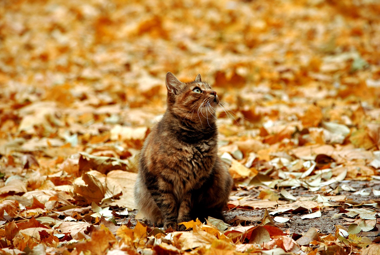 Image - cat views fluffy cat outdoor cat