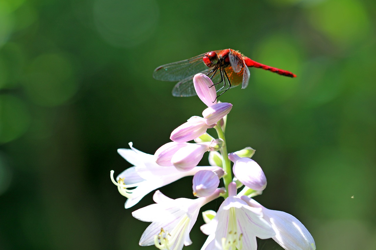 Image - dragonfly insects break vivian chu