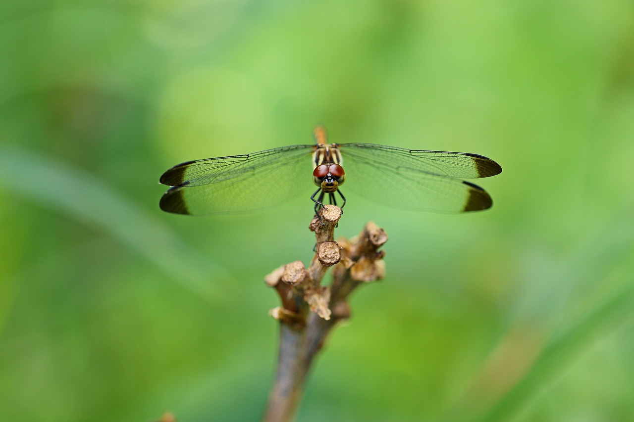 Image - nature forest insects dragonfly