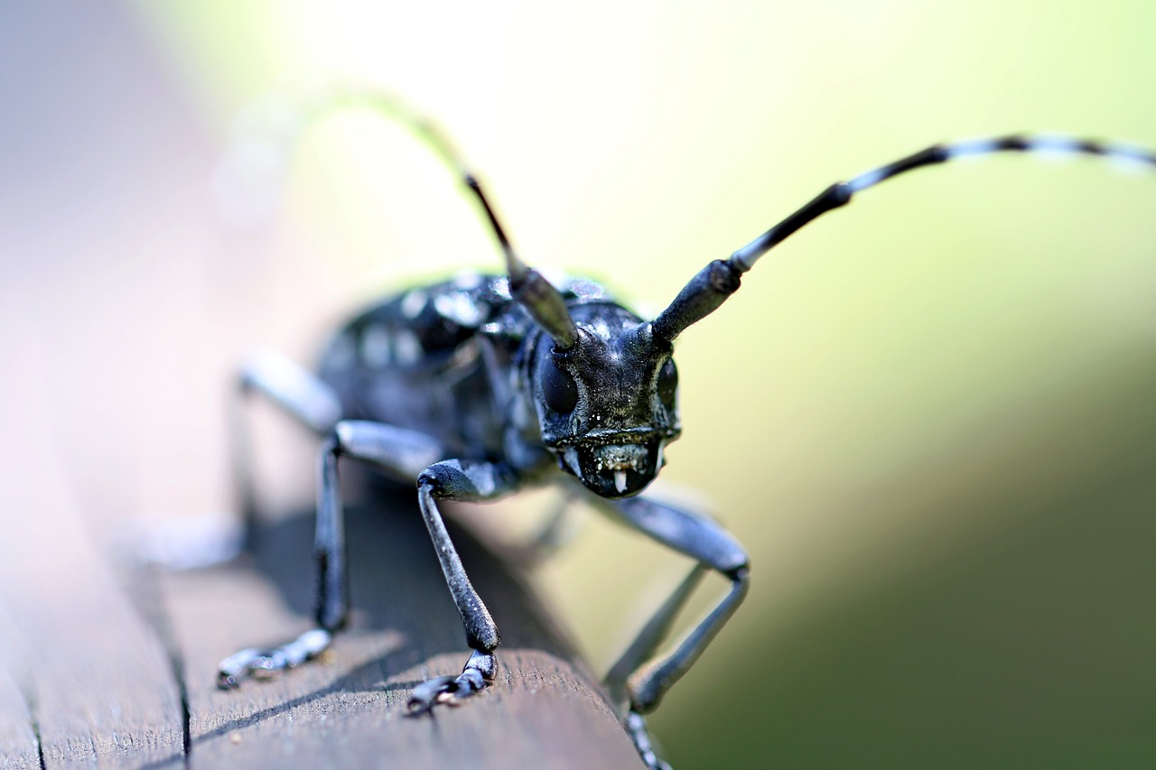 Image - alrak long horned beetle bug insects