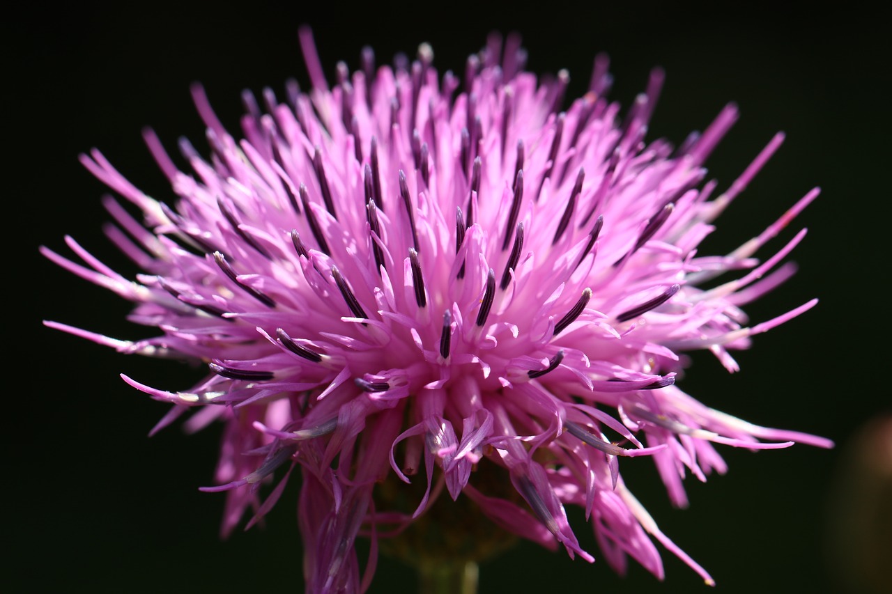 Image - mountain park chrysanthemum purple