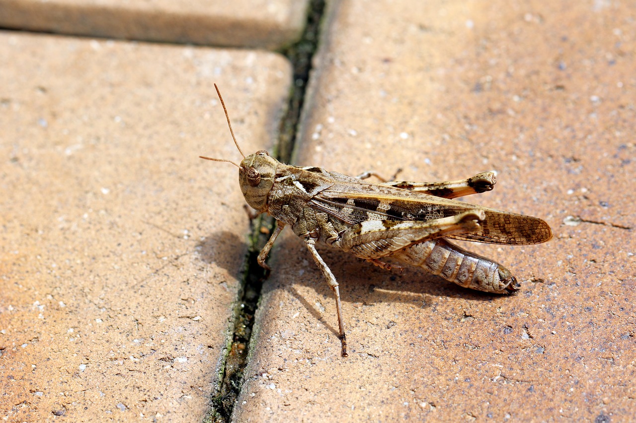 Image - toad the domain grasshopper