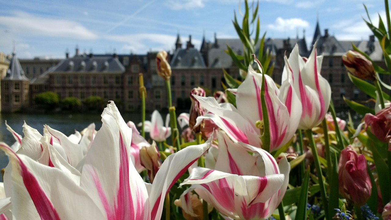 Image - binnenhof flowers den haag