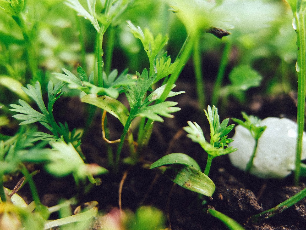 Image - land sprouts background grass