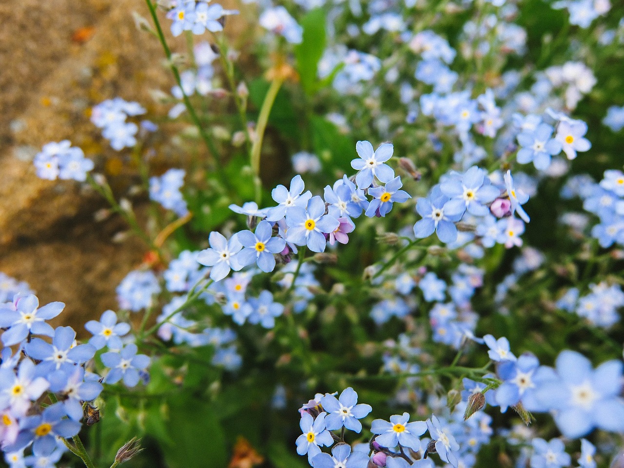 Image - me nots background flowers summer