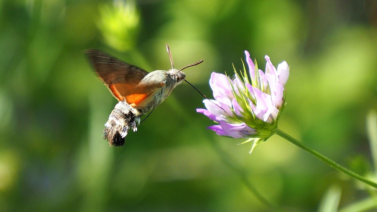 Image - nature butterfly