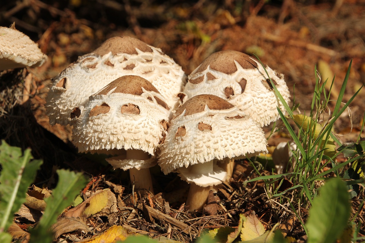 Image - mushrooms garden autumn close