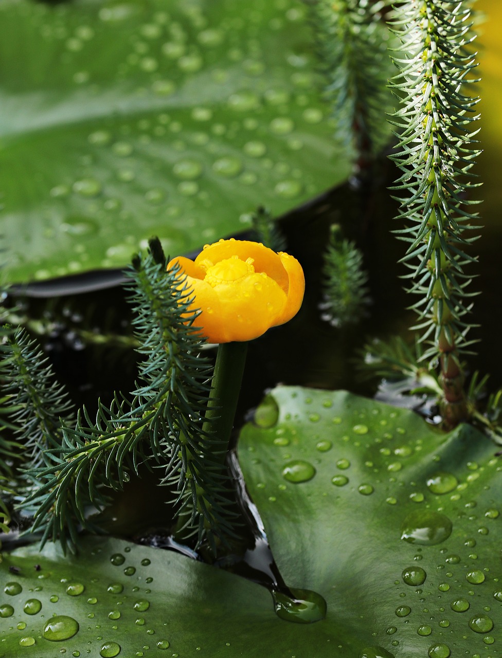 Image - pond flower teichmummel mummel