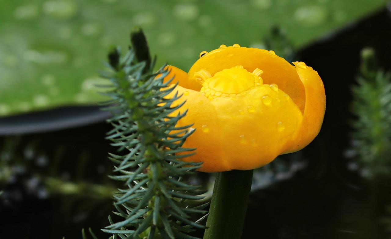 Image - pond flower teichmummel mummel