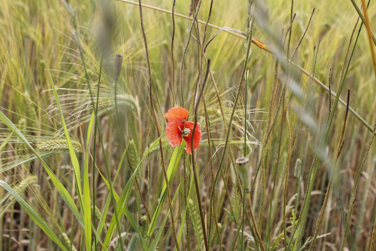 Image - field poppy grain mohngewaechs