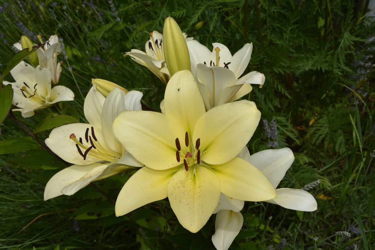 Image - flowers yellow petals nature