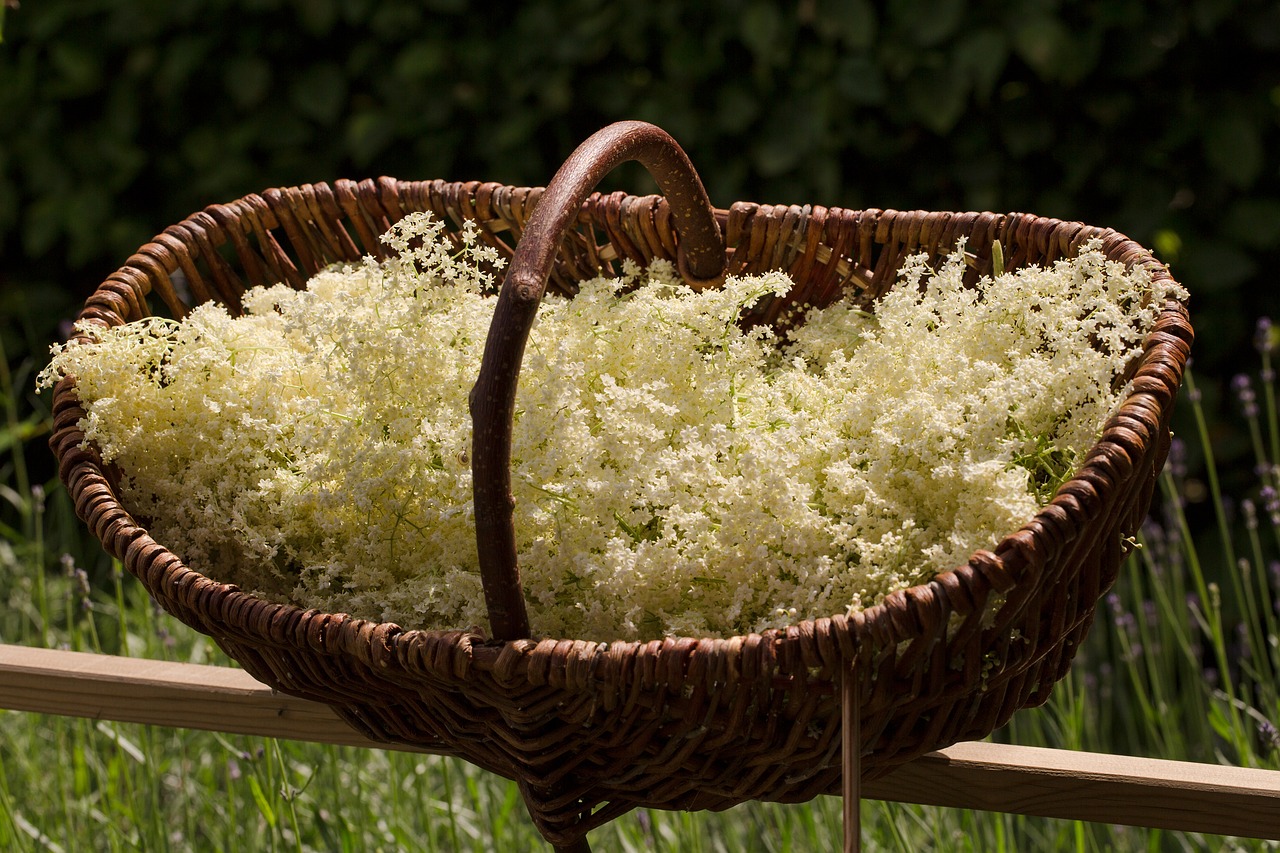 Image - elder holler sambucus nigra