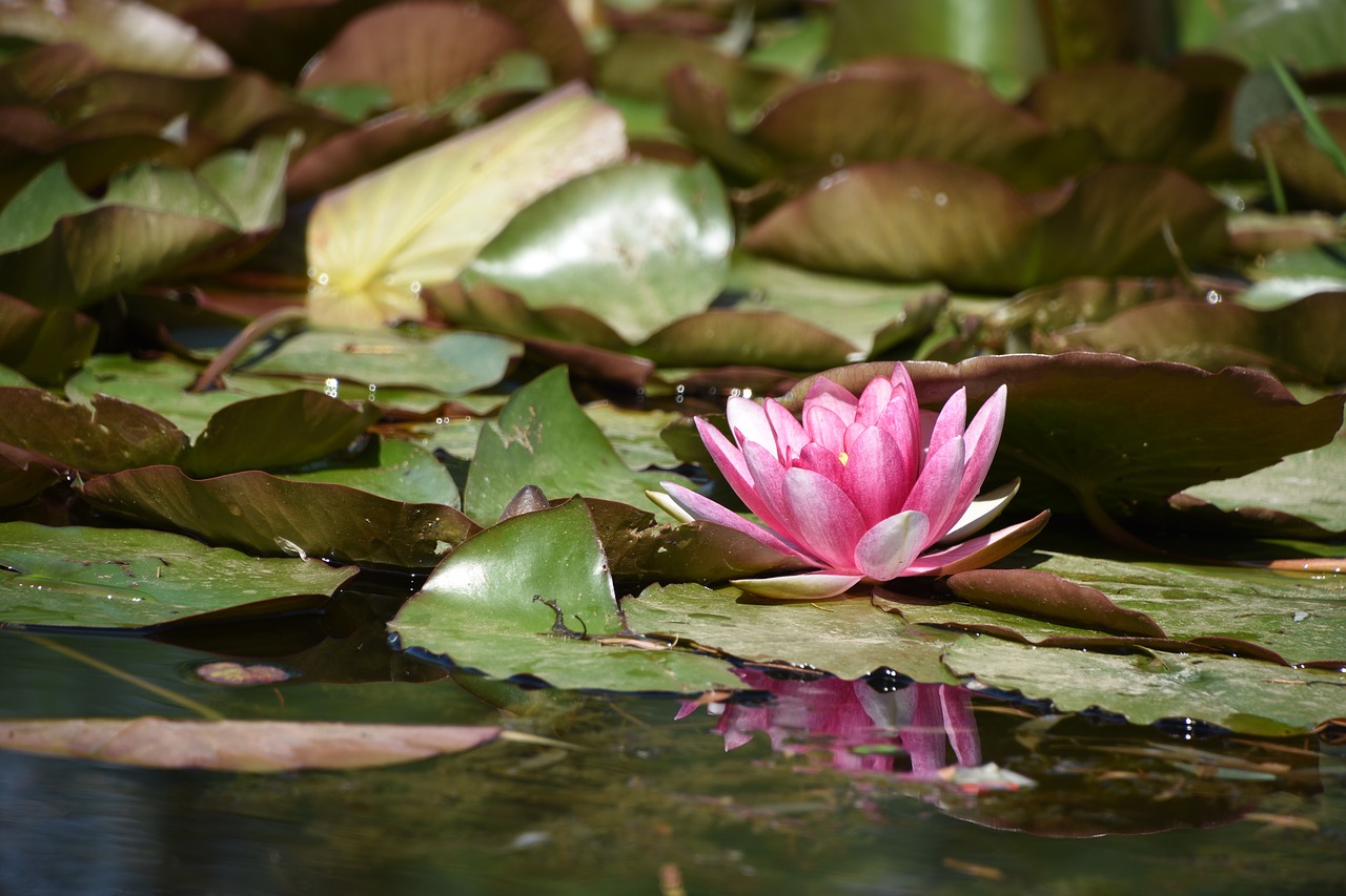 Image - lotus yuyuantan park summer beijing