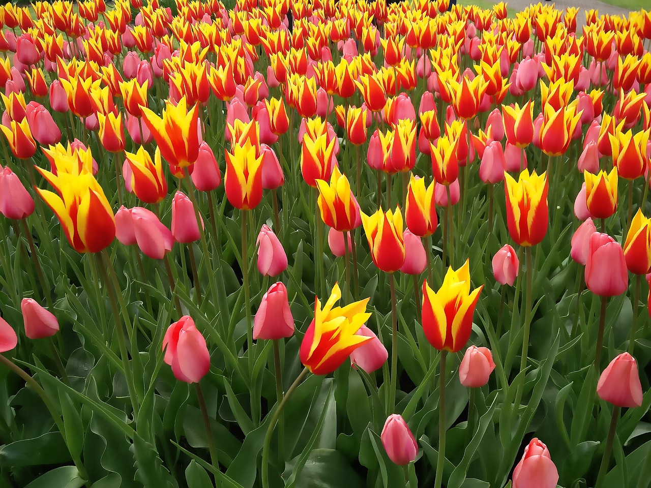 Image - flower tulips park keukenhof nature