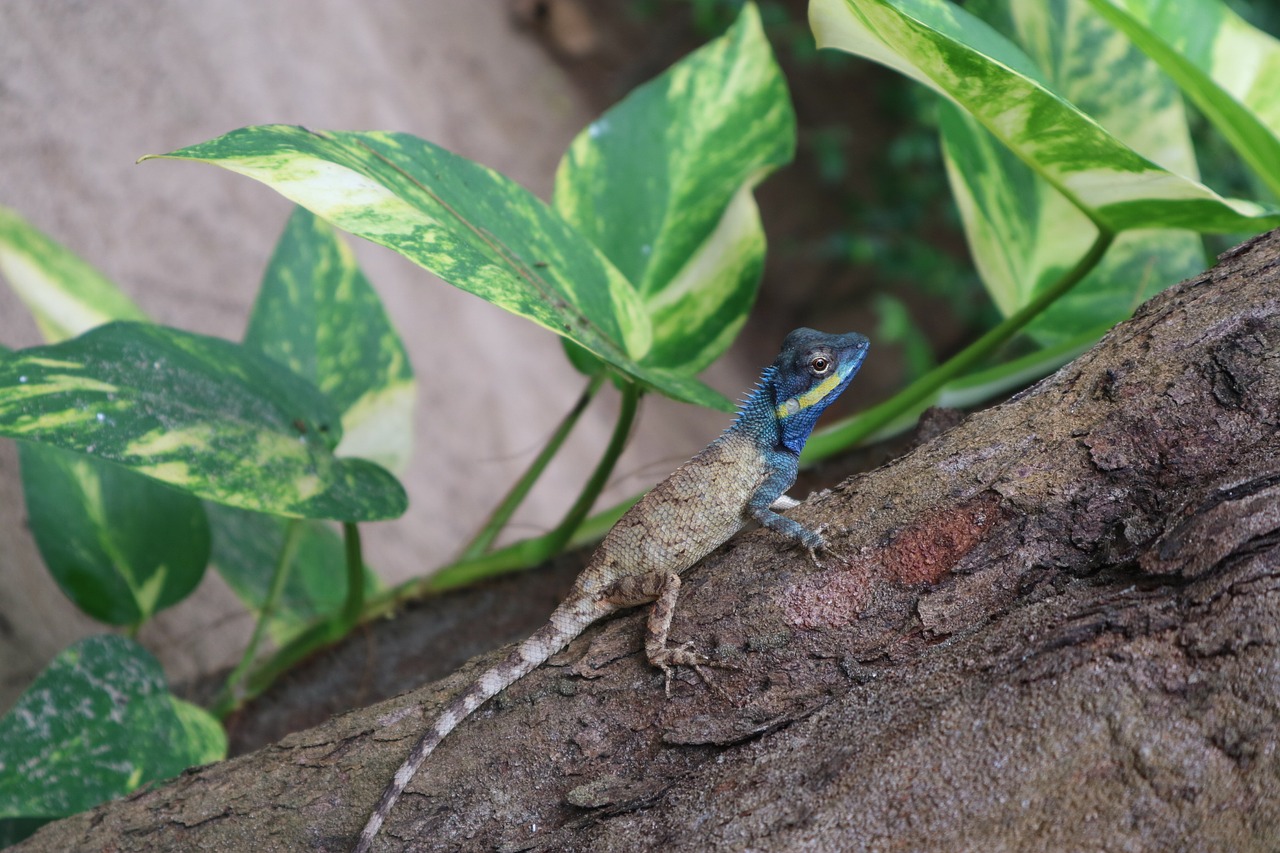 Image - leaf green jungle lizard wild