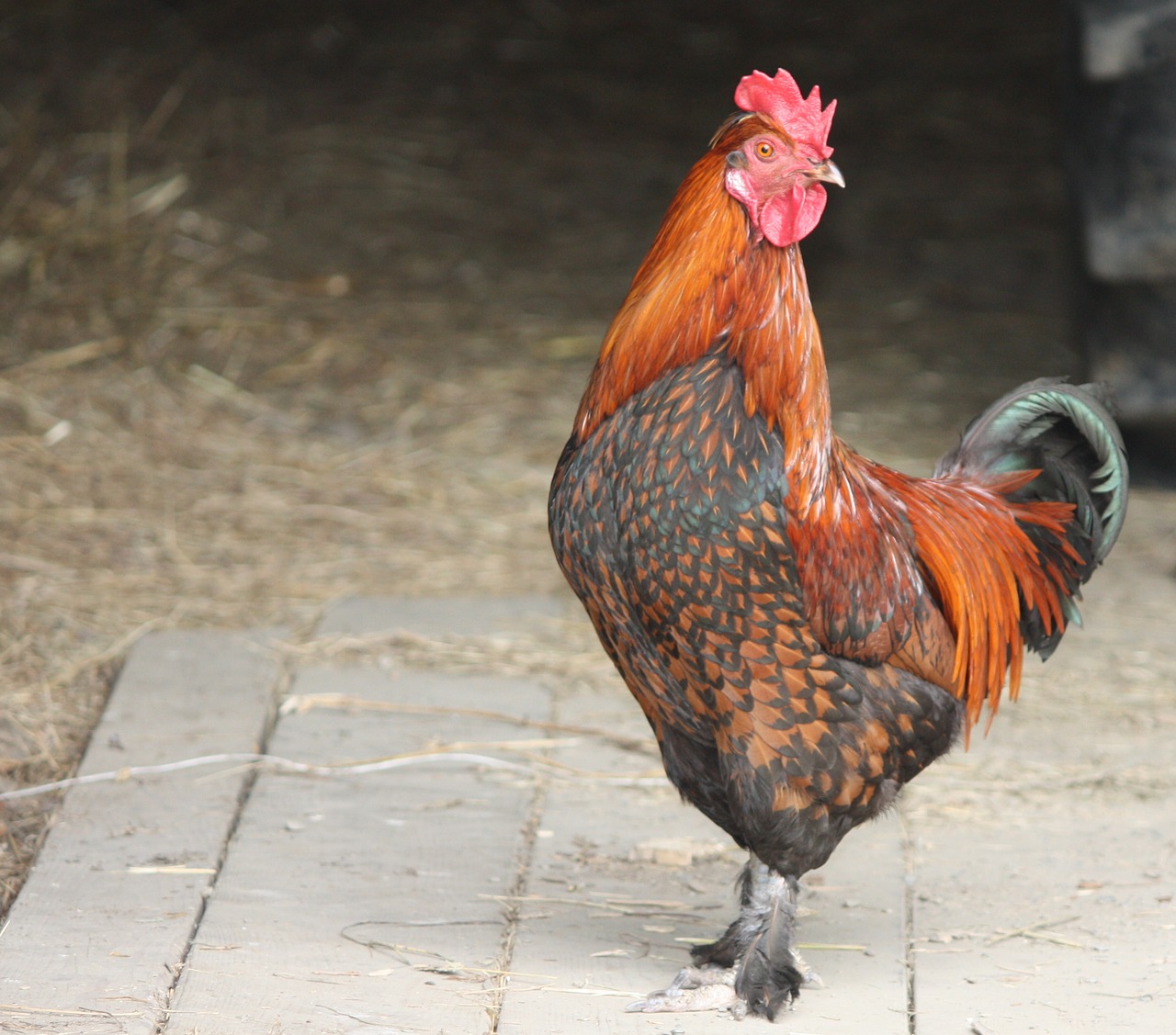 Image - cock poultry bird feathers